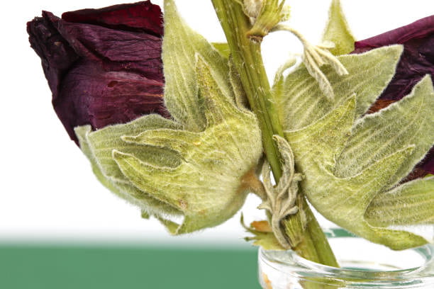 فروش گل ختمی